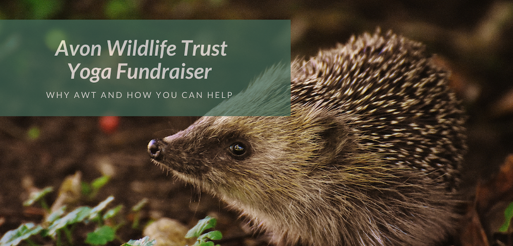 avon-wildlife-trust-yoga-fundraiser