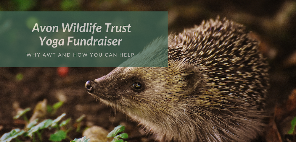 Avon Wildlife Trust Yoga Fundraiser